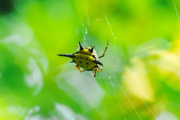 Spiny Orb Weaver doğada tüm dünyada bulunabilir ama tehlike olmadan.