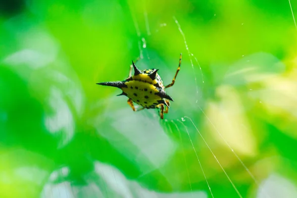 Spiny Orb Web Природе Можно Встретить Всему Миру Опасности — стоковое фото
