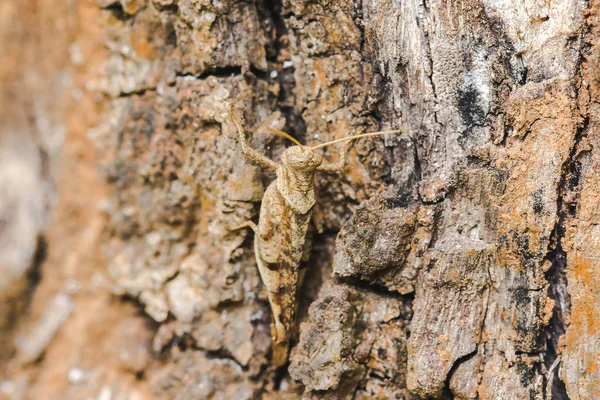 Sauterelle Brune Sur Une Petite Écorce Imitant Nature Harmonie — Photo