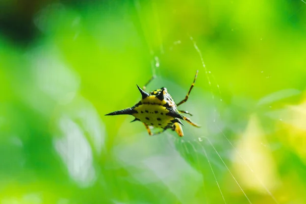 Spiny Orb Web Природе Можно Встретить Всему Миру Опасности — стоковое фото
