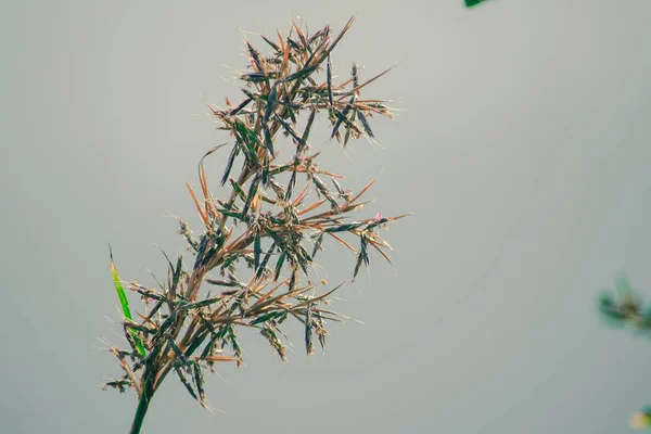 Természetes Száraz Füvet Nyáron Egy Kétéves Növény Gyomnövény — Stock Fotó