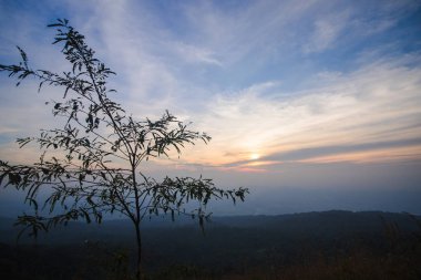 Gün batımı manzaralı dağlardaki ağaçların silueti