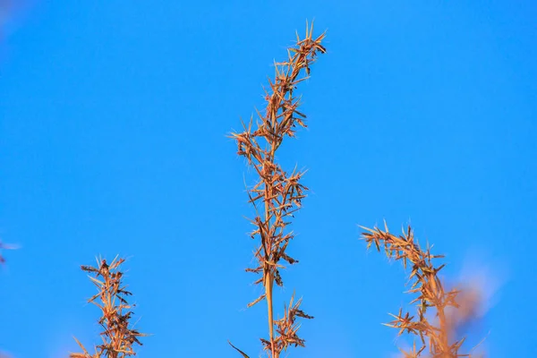 Rumput Kering Alami Musim Panas Tanaman Dua Tahunan Dan Gulma — Stok Foto