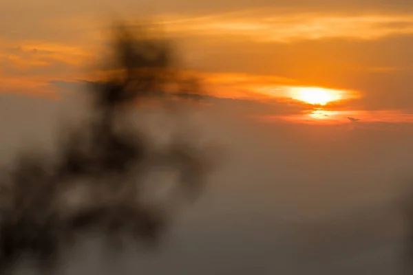 Силуети Сухої Трави Видом Захід Сонця — стокове фото