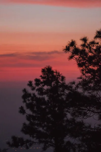The silhouette of the pine tree and the sunrise light