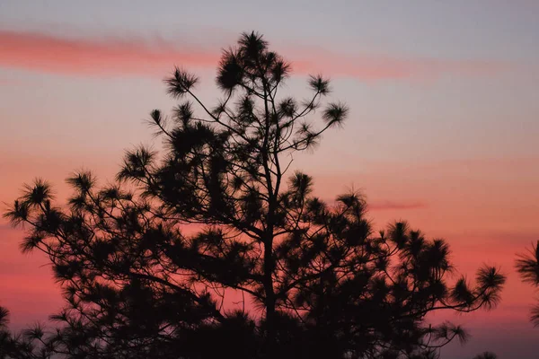 The silhouette of the pine tree and the sunrise light