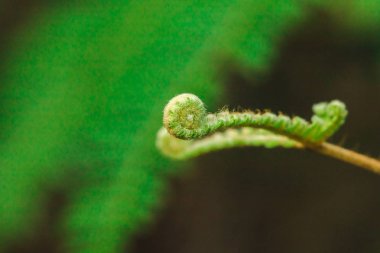 Makro fotoğrafçılık eğrelti otu yaprak doğal olarak kıvrılma.