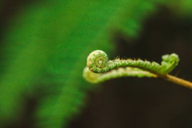 Makro fotoğrafçılık eğrelti otu yaprak doğal olarak kıvrılma.