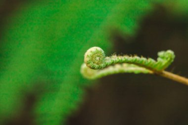 Makro fotoğrafçılık eğrelti otu yaprak doğal olarak kıvrılma.