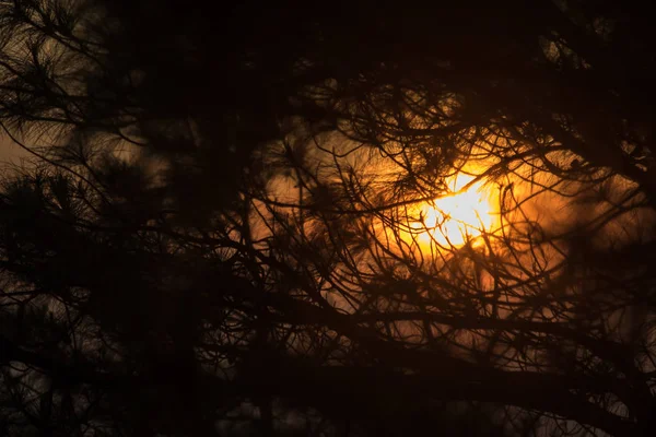 The silhouette of the pine tree branch and the sun light