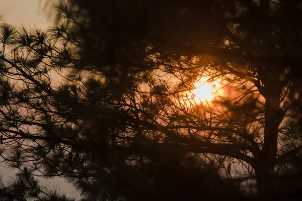 Silueta Rama Del Pino Luz Del Sol — Foto de Stock