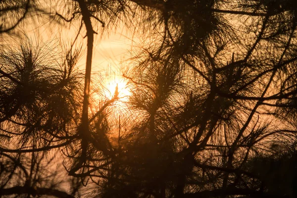 The silhouette of the pine tree branch and the sun light