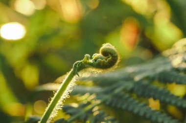 Eğrelti otları Makro fotoğraf, doğal kıvırma yaprakları ve sabah güneşi