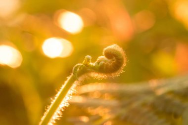 Eğrelti otları Makro fotoğraf, doğal kıvırma yaprakları ve sabah güneşi