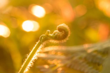 Eğrelti otları Makro fotoğraf, doğal kıvırma yaprakları ve sabah güneşi