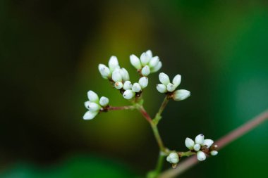 Güzel doğada küçük beyaz yabani çiçekler