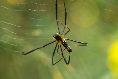 Golden Web Spider tuzak böcekler için büyük lifler örgü