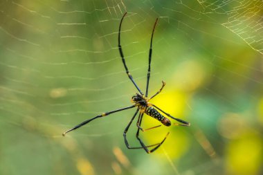 Golden Web Spider tuzak böcekler için büyük lifler örgü
