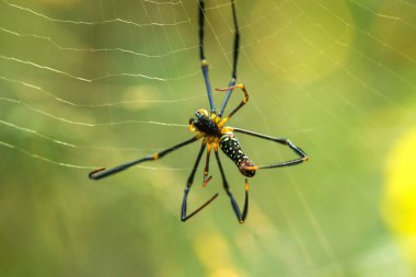 Golden Web Spider tuzak böcekler için büyük lifler örgü