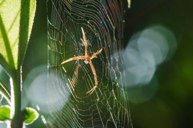 Çok renkli Argiope Spider doğada böcek tuzak için lif örme.