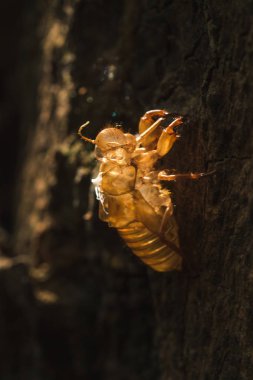 Güneş ağaçtaki cicada'nın üzerinde parlıyor..