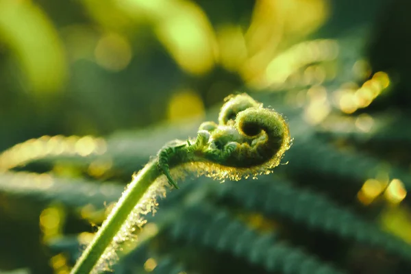 Macro Fotografia Felci Foglie Ricciolo Naturali Sole Del Mattino — Foto Stock