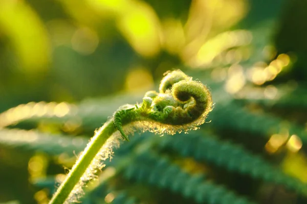 Macro Fotografia Felci Foglie Ricciolo Naturali Sole Del Mattino — Foto Stock