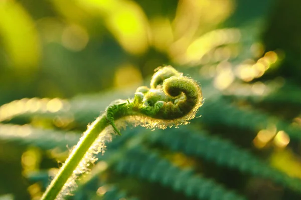 Macro Photography Ferns Natural Curling Leaves Morning Sun — Stock Photo, Image