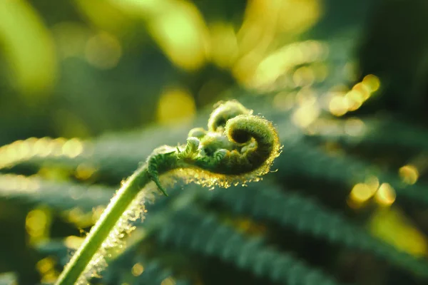 Macro Fotografia Felci Foglie Ricciolo Naturali Sole Del Mattino — Foto Stock