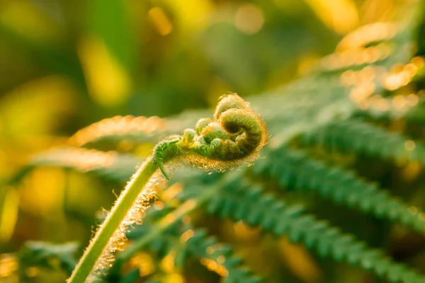 Macro Fotografia Felci Foglie Ricciolo Naturali Sole Del Mattino — Foto Stock