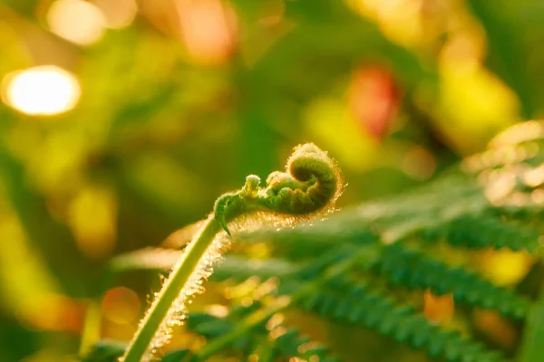 Makrofotografering Ormbunkar Naturliga Curling Blad Och Morgonsolen — Stockfoto