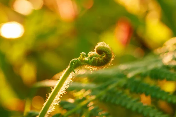 Macro Fotografia Felci Foglie Ricciolo Naturali Sole Del Mattino — Foto Stock