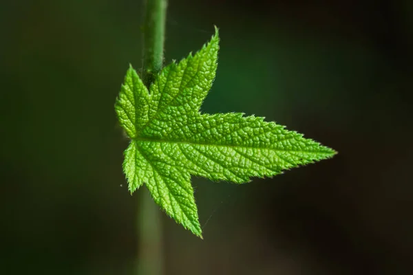 Listy Plevele Které Jsou Unikátní — Stock fotografie