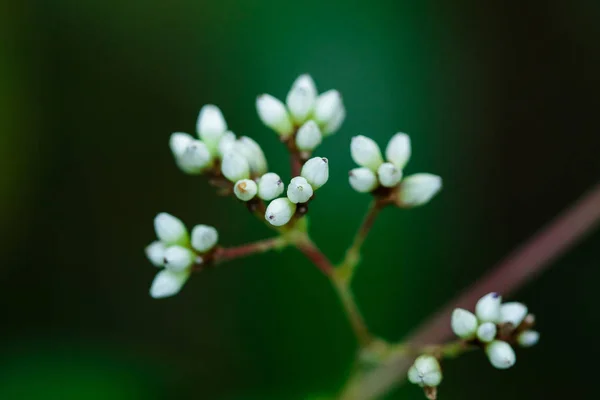 Apró Fehér Vadvirágok Gyönyörű Természet — Stock Fotó