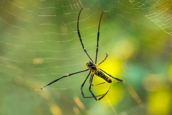 Goldene Netzspinne Strickt Große Fasern Insekten Einzufangen — Stockfoto