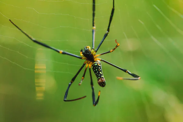 Golden Web Spider Вяжет Большие Волокна Поймать Насекомых — стоковое фото