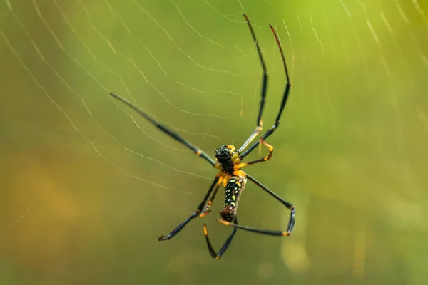 Χρυσή Αράχνη Ιστού Πλέκει Μεγάλες Ίνες Για Παγιδεύσει Έντομα — Φωτογραφία Αρχείου