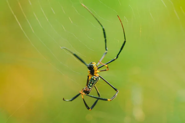 Golden Web Spider Tuzak Böcekler Için Büyük Lifler Örgü — Stok fotoğraf