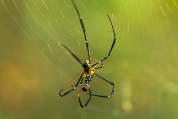 Golden Web Spider Tuzak Böcekler Için Büyük Lifler Örgü — Stok fotoğraf