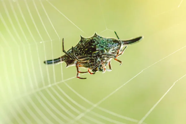 Stachelige Kugelweber Stricken Fasern Insekten Der Natur Einzufangen — Stockfoto