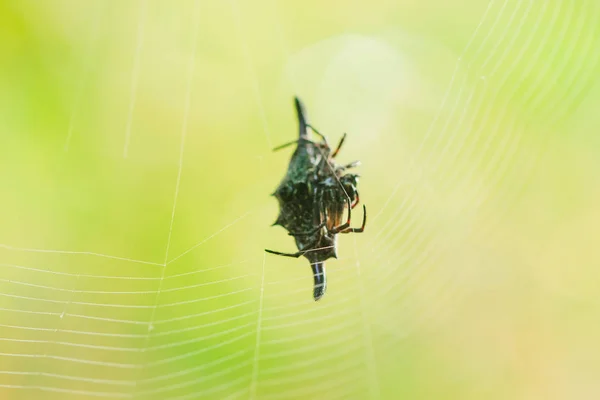 Dikenli Küre Dokumacıları Doğada Böcekleri Tuzağa Düşürmek Için Lifler Örüyor — Stok fotoğraf