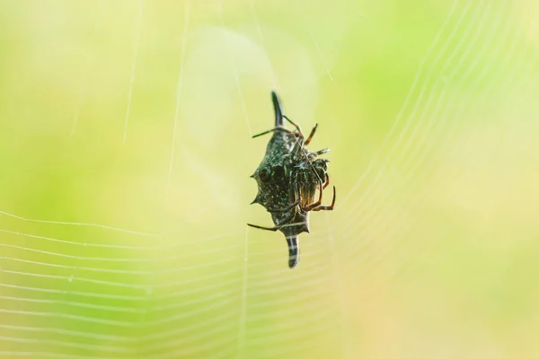 Dikenli Küre Dokumacıları Doğada Böcekleri Tuzağa Düşürmek Için Lifler Örüyor — Stok fotoğraf