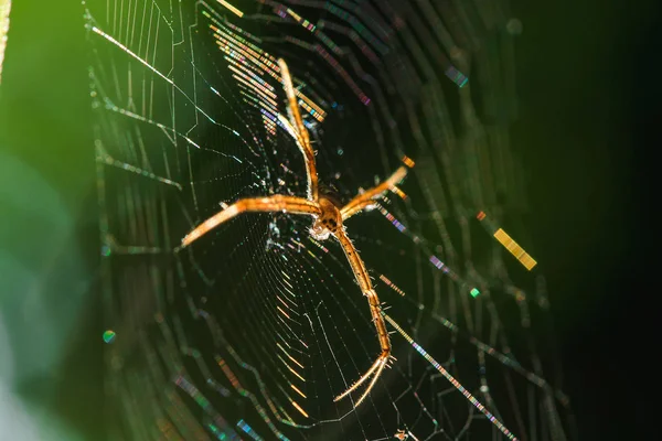Multi Colorido Argiope Spider Tricotar Fibra Para Prender Insetos Natureza — Fotografia de Stock