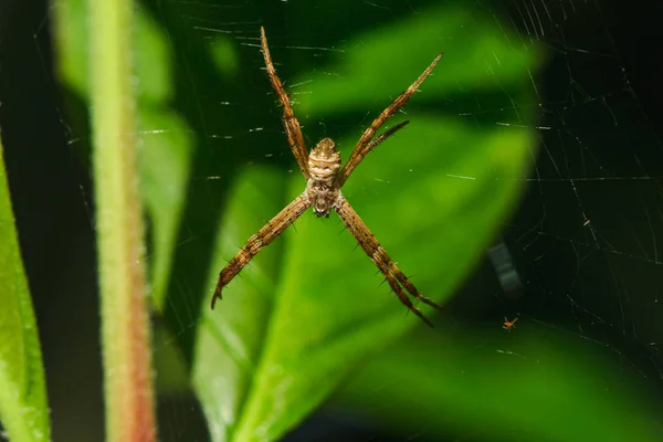 Argiope Spider Multicolore Tricote Des Fibres Pour Piéger Les Insectes — Photo