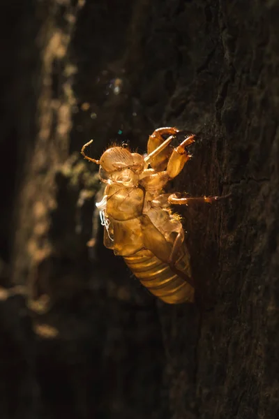 Sun Shines Cicada Tree — Stock Photo, Image