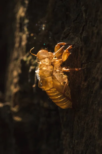 Sun Shines Cicada Tree — Stock Photo, Image