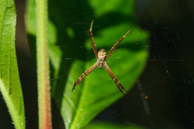 Çok renkli Argiope Spider doğada böcek tuzak için lif örme.