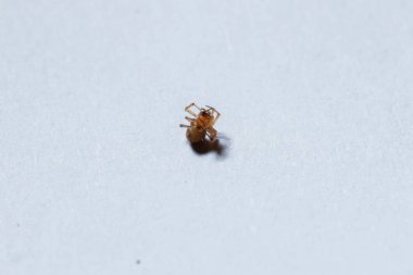 Yerde küçük kahverengi bir örümcek