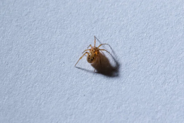 地面に小さな茶色のクモ — ストック写真