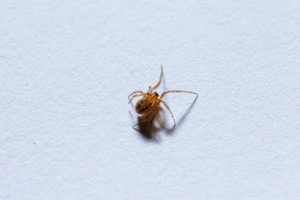 Una Pequeña Araña Marrón Suelo —  Fotos de Stock